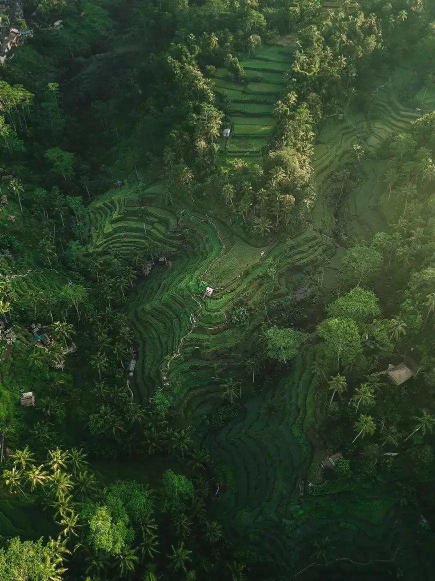 Aerial view of Bali rice terraces and jungle